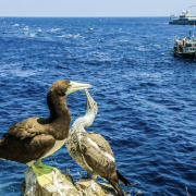 Brown Booby