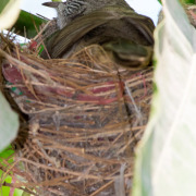 Brown-breasted Bulbul
