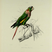 Brown-breasted Parakeet
