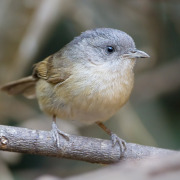 Brown-cheeked Fulvetta