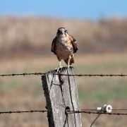 Brown Falcon