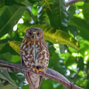 Brown Hawk-Owl