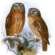 Brown Hawk Owl