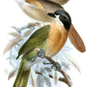 Brown-headed Greenbul