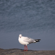 Brown-headed Gull
