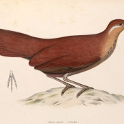 Brown Mesite
