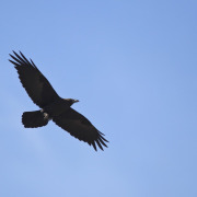 Brown-necked Raven