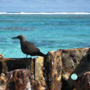 Brown Noddy