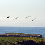 Brown Pelican
