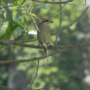 Brown Shrike