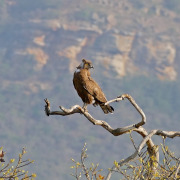 Brown Snake Eagle