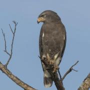 African Snake Eagle