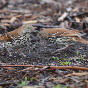 Brown Thrasher