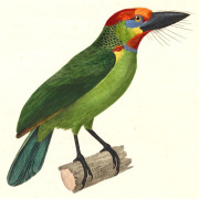 Brown-throated Barbet
