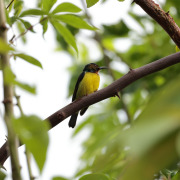 Brown-throated Sunbird