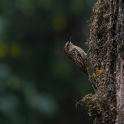 Brown-throated Tree-creeper
