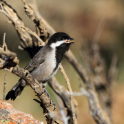 Grey Tit