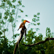 Brown-winged Kingfisher