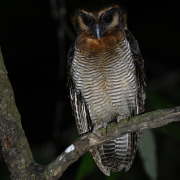 Brown Wood Owl