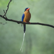 Buff-breasted Paradise-Kingfisher