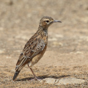 Spike-heeled Lark