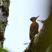 Buff-spotted Flameback