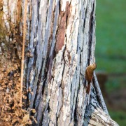 Buff-throated Woodcreeper