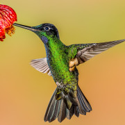 Buff-winged Starfrontlet