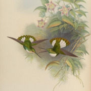 Buff-winged Starfrontlet