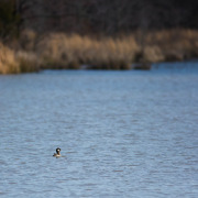 Bufflehead