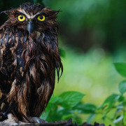 Buffy Fish Owl