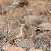 Buffy Pipit
