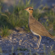 Burchell's Courser