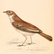 Red Lark