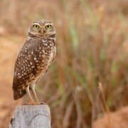 Burrowing Owl