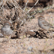 Cabanis's Sparrow