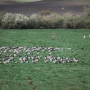 Cackling Goose