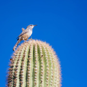 Cactus Wren