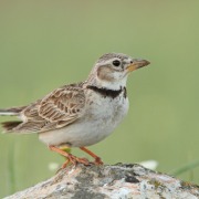 Calandra Lark