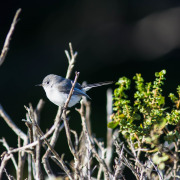 California Gnatcatcher