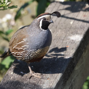 California Quail