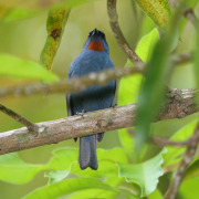 Campo Flicker