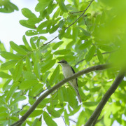 Canton Paradise-Flycatcher