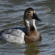 Canvasback