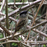 Cape Batis