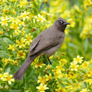 Cape Bulbul