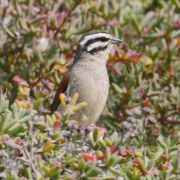 Cape Bunting