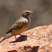 Lark-like Bunting
