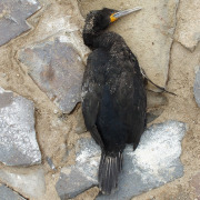 Cape Cormorant