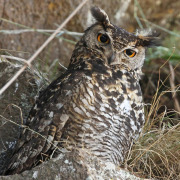 Cape Eagle-Owl